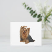 Yorkshire Terrier (7) Postkarte (Stehend Vorderseite)