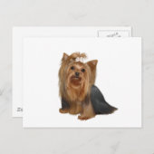 Yorkshire Terrier (7) Postkarte (Vorne/Hinten)