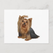 Yorkshire Terrier (7) Postkarte (Vorderseite)