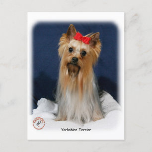 Yorkshire Terrier 9Y110D-013 Postkarte