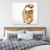 Yorkshire Terrier auf weißem Hintergrund Leinwanddruck (Insitu (Schlafzimmer))