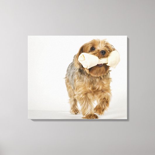 Yorkshire Terrier auf weißem Hintergrund Leinwanddruck (Vorderseite)
