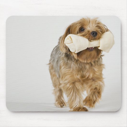 Yorkshire Terrier auf weißem Hintergrund Mousepad (Vorne)