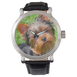 Yorkshire Terrier aufblickend Armbanduhr