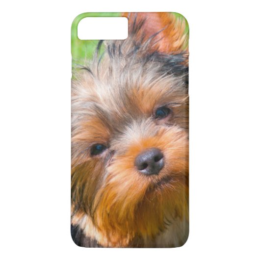 Yorkshire Terrier aufblickend Case-Mate iPhone Hülle (Rückseite)