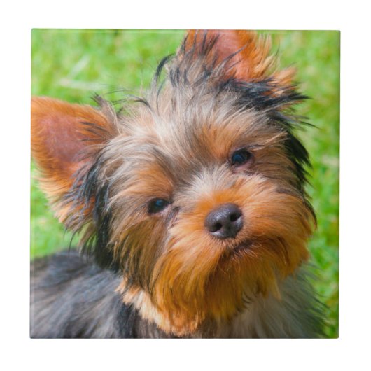 Yorkshire Terrier aufblickend Fliese (Vorderseite)