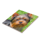 Yorkshire Terrier aufblickend Fliese (Seite)