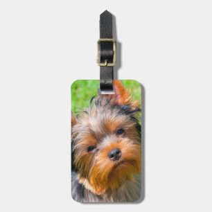 Yorkshire Terrier aufblickend Gepäckanhänger