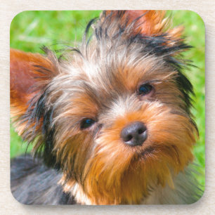 Yorkshire Terrier aufblickend Getränkeuntersetzer