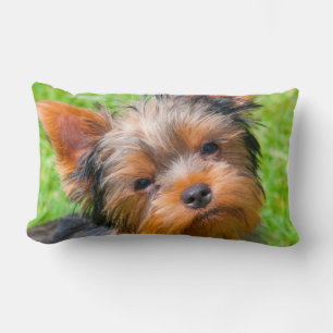 Yorkshire Terrier aufblickend Lendenkissen