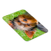 Yorkshire Terrier aufblickend Magnet (Rechte Seite)