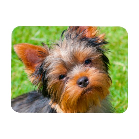 Yorkshire Terrier aufblickend Magnet (Horizontal)