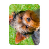 Yorkshire Terrier aufblickend Magnet (Vertikal)