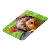 Yorkshire Terrier aufblickend Magnet (Linke Seite)