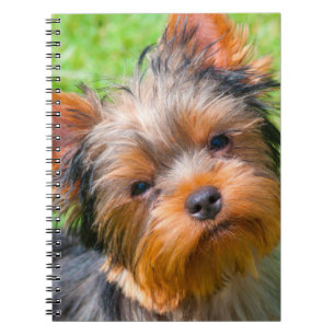 Yorkshire Terrier aufblickend Notizblock