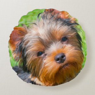 Yorkshire Terrier aufblickend Rundes Kissen
