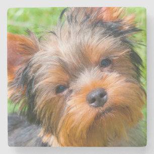 Yorkshire Terrier aufblickend Steinuntersetzer