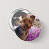 Yorkshire Terrier Button (Vorne & Hinten)