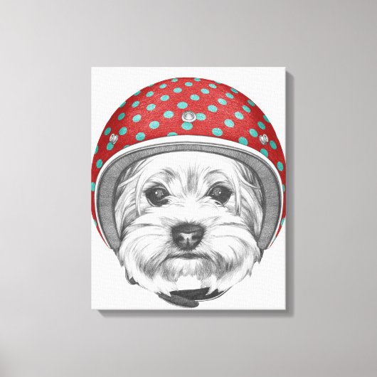 Yorkshire Terrier Daredevil Leinwanddruck (Vorderseite)
