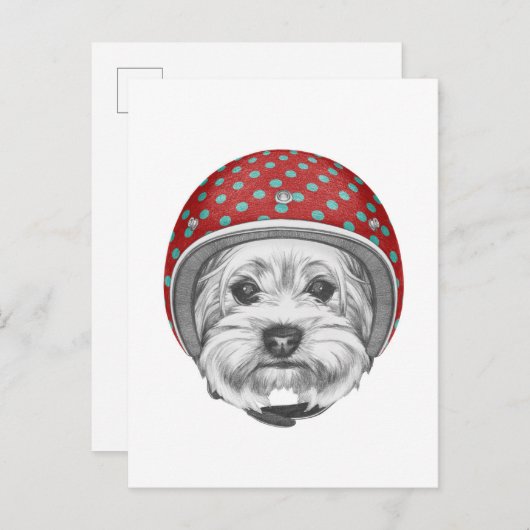 Yorkshire Terrier Daredevil Postkarte (Vorne/Hinten)