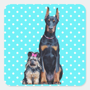 Yorkshire Terrier Doberman Blue Polka Dots Quadratischer Aufkleber