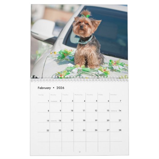 Yorkshire Terrier Dog Calendar 2026 Kalender (Feb 2026)