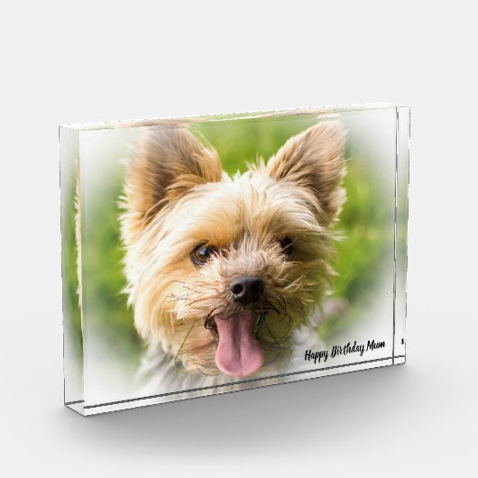 Yorkshire Terrier Dog. Fotoblock (Links)