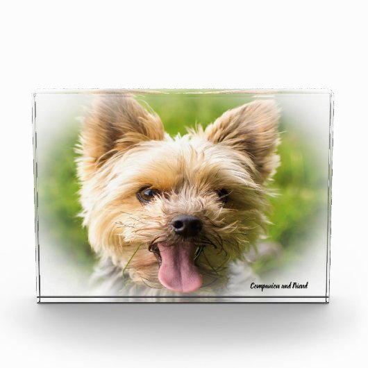 Yorkshire Terrier Dog. Fotoblock (Vorderseite)