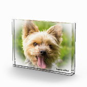 Yorkshire Terrier Dog. Fotoblock (Rechts)