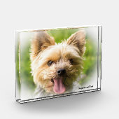 Yorkshire Terrier Dog. Fotoblock (Links)