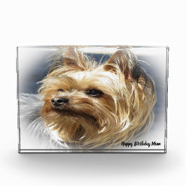 Yorkshire Terrier Dog. Fotoblock
