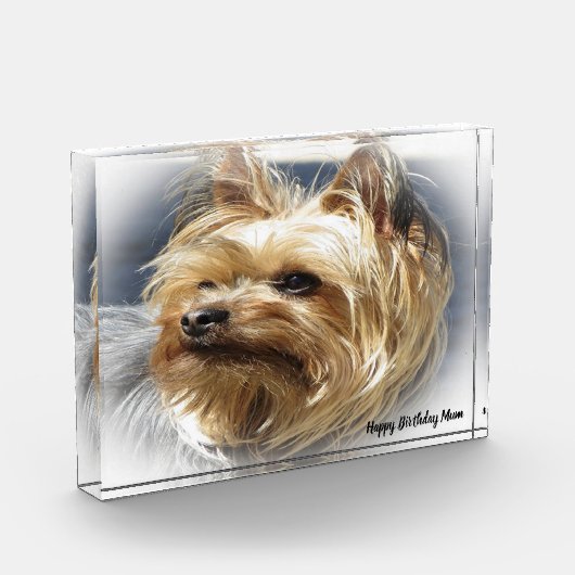 Yorkshire Terrier Dog. Fotoblock (Links)