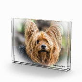 Yorkshire Terrier Dog. Fotoblock (Rechts)