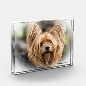 Yorkshire Terrier Dog. Fotoblock (Links)