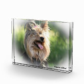 Yorkshire Terrier Dog. Fotoblock (Rechts)