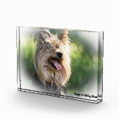 Yorkshire Terrier Dog. Fotoblock (Rechts)