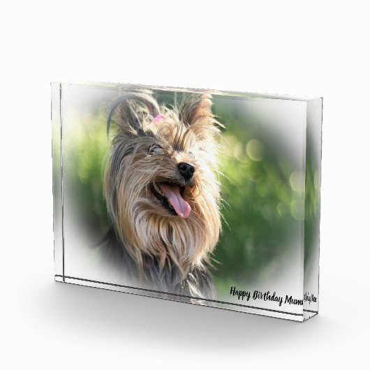 Yorkshire Terrier Dog. Fotoblock (Rechts)