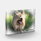 Yorkshire Terrier Dog. Fotoblock (Links)