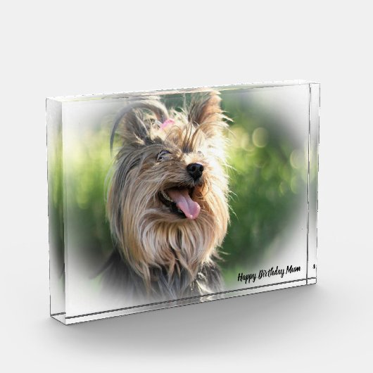 Yorkshire Terrier Dog. Fotoblock (Links)