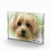 Yorkshire Terrier Dog. Fotoblock (Rechts)