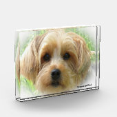 Yorkshire Terrier Dog. Fotoblock (Links)