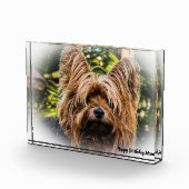 Yorkshire Terrier Dog. Fotoblock (Rechts)
