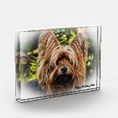 Yorkshire Terrier Dog. Fotoblock (Links)