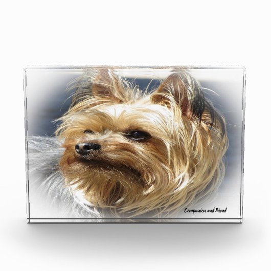 Yorkshire Terrier Dog. Fotoblock (Vorderseite)
