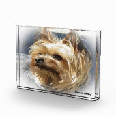 Yorkshire Terrier Dog. Fotoblock (Rechts)