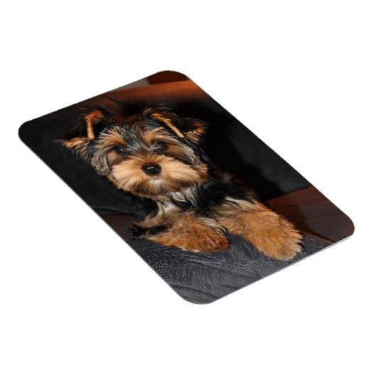 Yorkshire Terrier Dog Magnet (Rechte Seite)