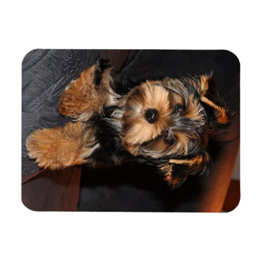 Yorkshire Terrier Dog Magnet (Horizontal)