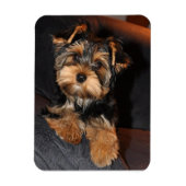 Yorkshire Terrier Dog Magnet (Vertikal)