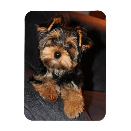 Yorkshire Terrier Dog Magnet (Vertikal)