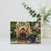 Yorkshire Terrier dog Postkarte (Stehend Vorderseite)